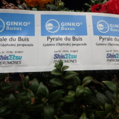 « GINKO®Buxus-SUMIAGRO », phéromone 2018 attractive 6 mois