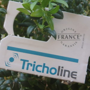 Trichogrammes contre la pyrale du buis « Tricholine®Buxus »