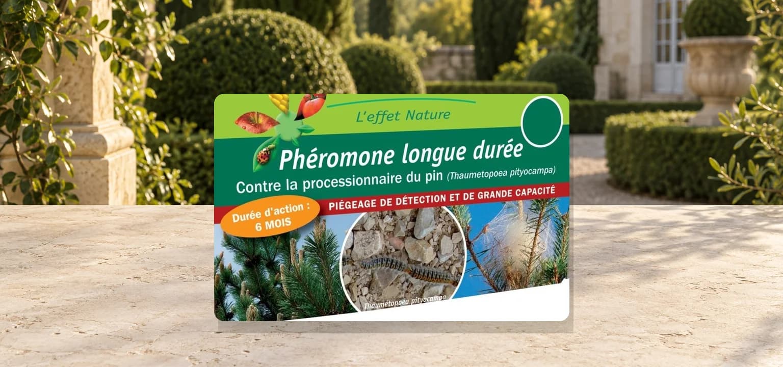 Processionnaire du pin