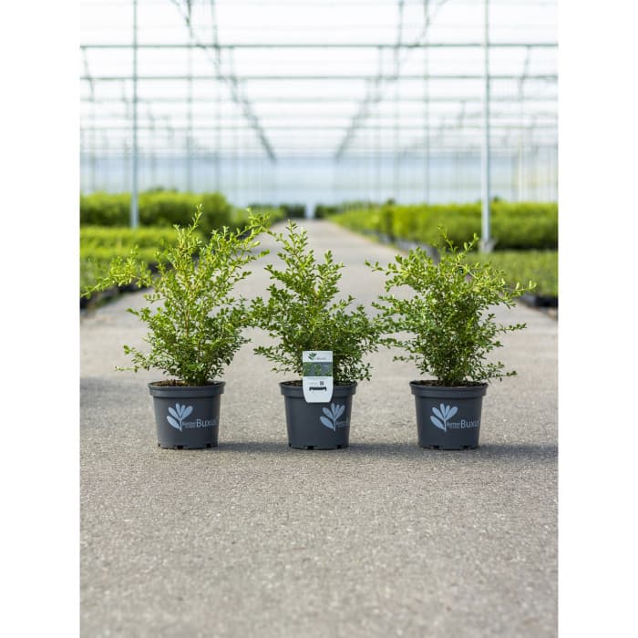 buxus-betterbuxus-renaissance-her2009b01