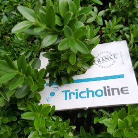 Tricholine-Buxus-photo-CM/EVM